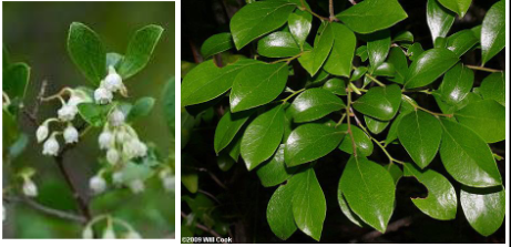 <p>Ericaceae</p><p>Vaccinium arboreum</p>
