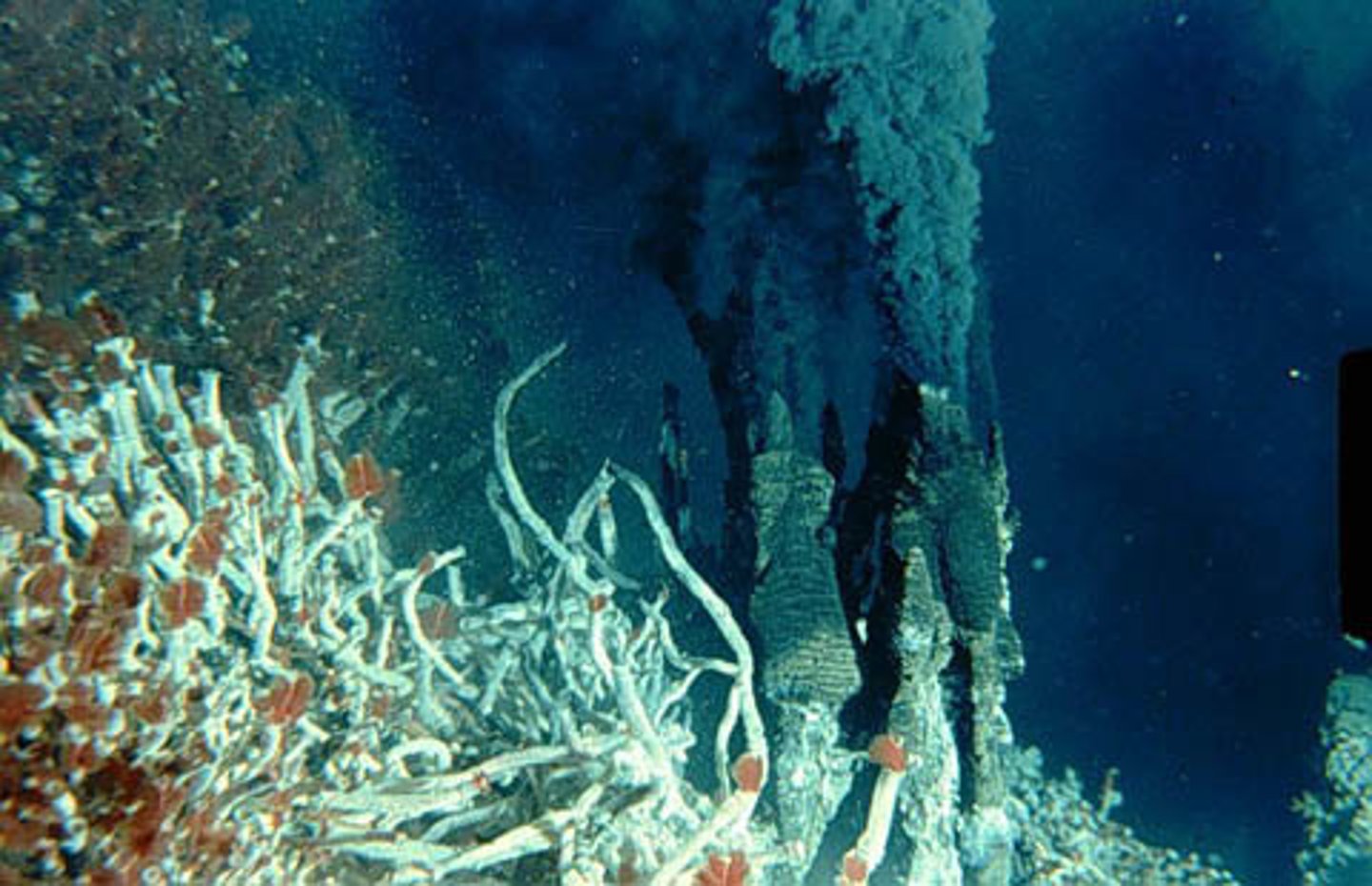 <p>Rely on the oxidation of inorganic compounds (like methane for methanogens in the stomach/ocean) to synthesize energy</p>