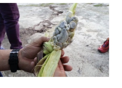 <p><span><span>e.g., corn smut fungus</span></span></p>