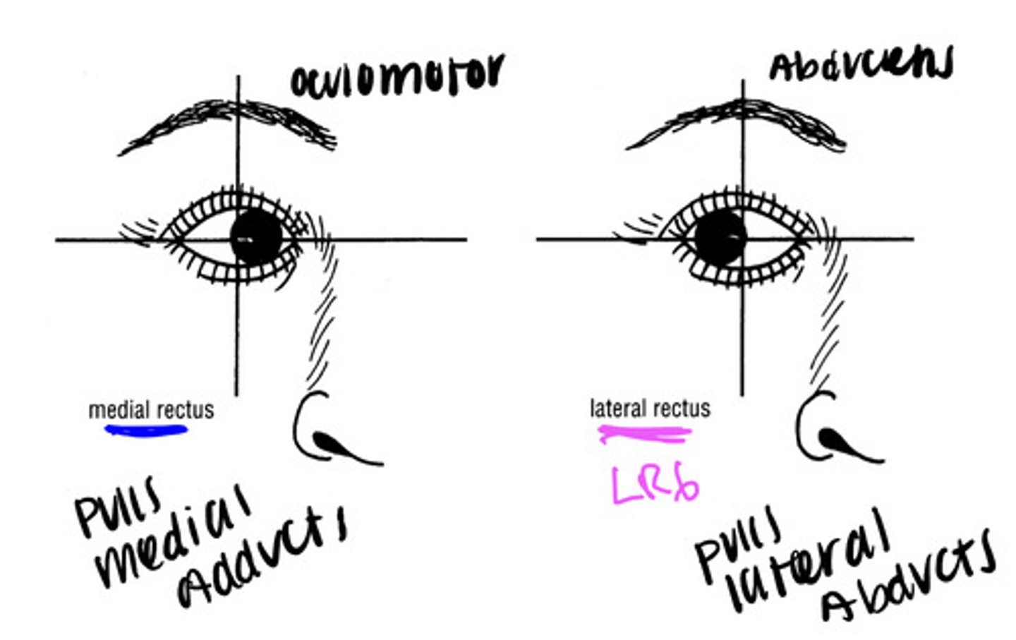 <p>- medial: adducts the eyeball making you cross eyed</p><p>- lateral: abducts the eyeball away from the nose</p>