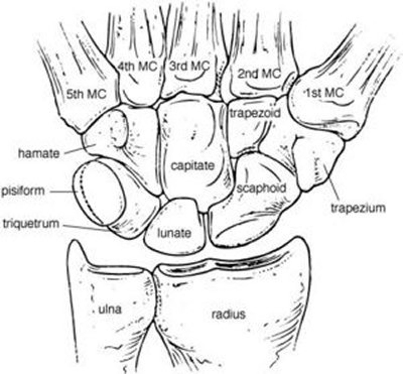 <p>Scaphoid</p><p>Lunate</p><p>Triquetrum</p><p>Pisiform</p>