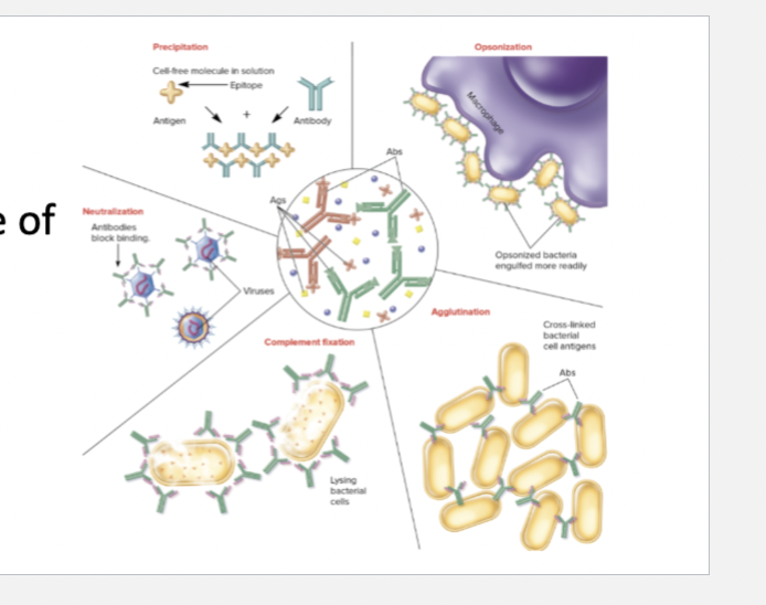 <ul><li><p>Lymphocytes express receptors to distinct antigen, determined before antibody-antigen interaction.</p></li><li><p>Binding of antigen to antibody → proliferation of clone daughter cells.</p></li></ul><p></p>
