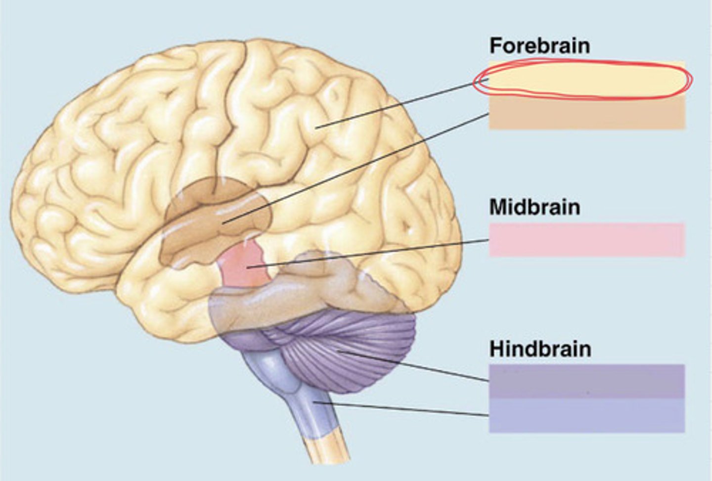 knowt flashcard image