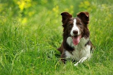 <p>they are the stereotypical dogs that have at the farms. the black and white ones </p>