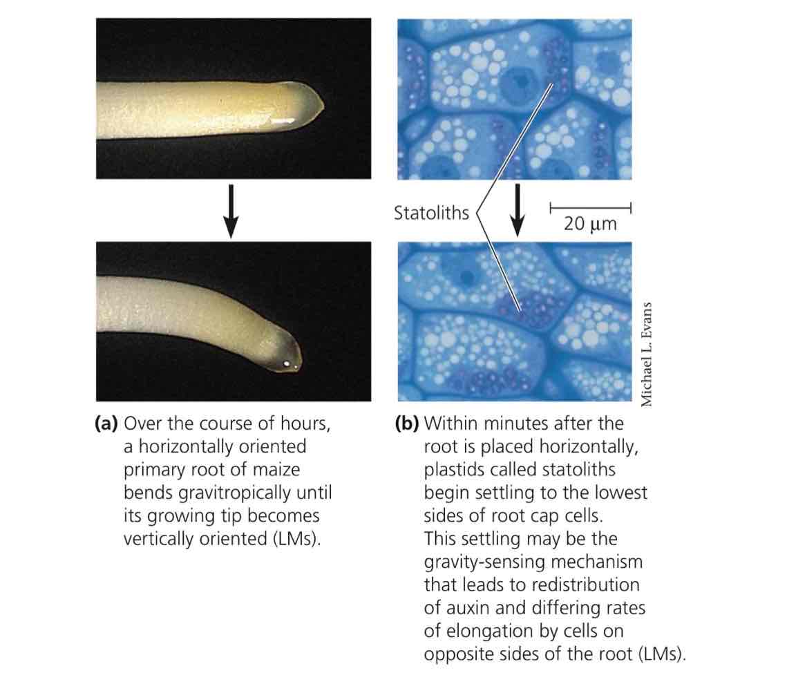 <p>If you place a plant horizontally, then you get dense starch granules in the root cap (called statoliths) to settle on the lower side of the cell. This “settling” is detected and auxin is transported to the lower side. The rate of elongation on the lower side will be faster than the rate of elongation than the upper side, causing the root to bend.</p>