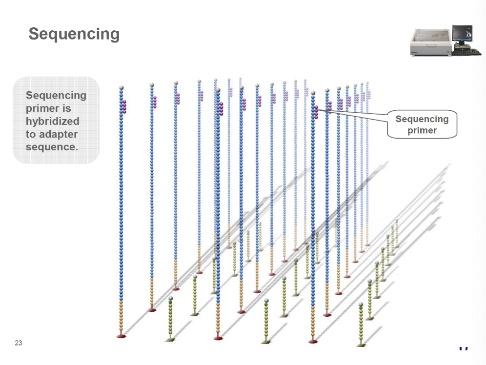 <p>sequencing primer is hybridized to adapter sequences</p>