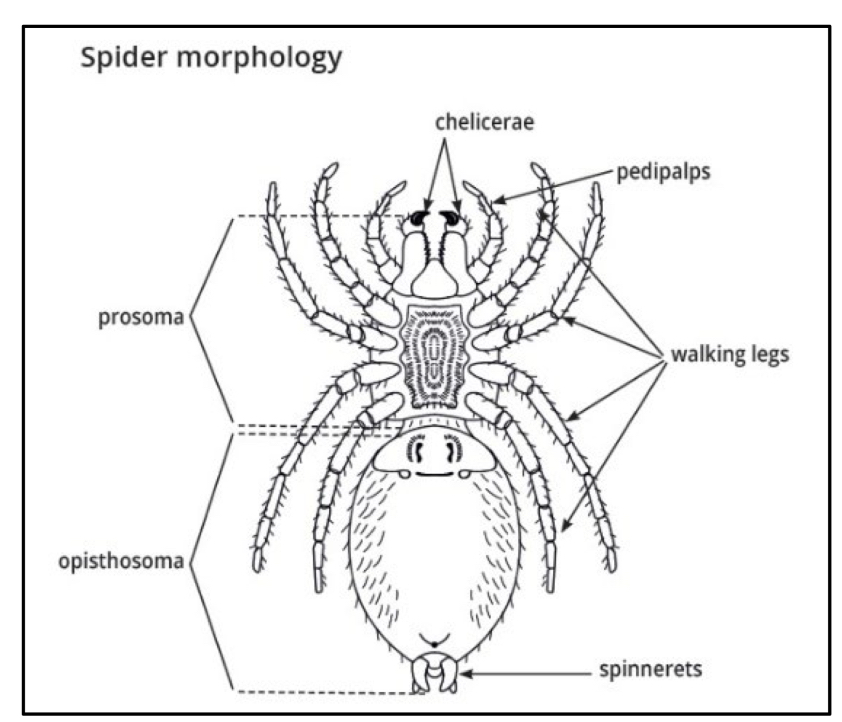 <p>What subphylum does this organism belong to?</p>