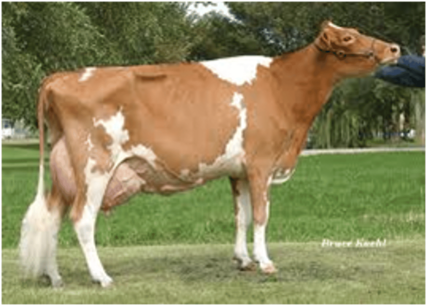 <p>~Originated on the Isle of Guernsey<br>~Medium size breed known for gentle nature<br>~Various shades of fawn with white markings and a white switch<br>~Average lactation 305 days of 13, 109</p>