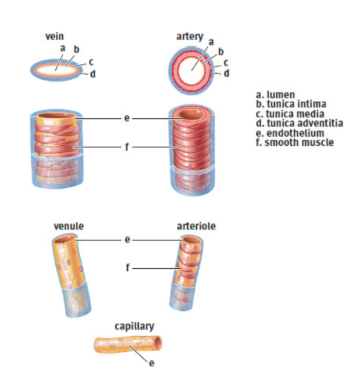 <p>arteries, capillaries, and veins</p>