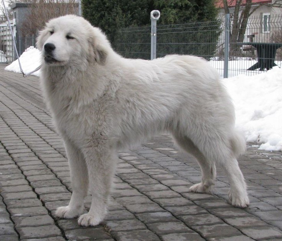 <p>Great pyreneese</p>