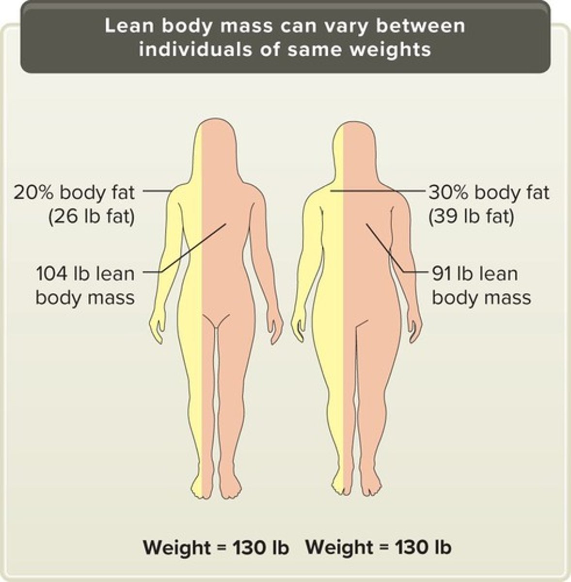 <p>LBM is the most significant contributor to basal metabolic rate and varies greatly between individuals, affecting energy needs.</p>