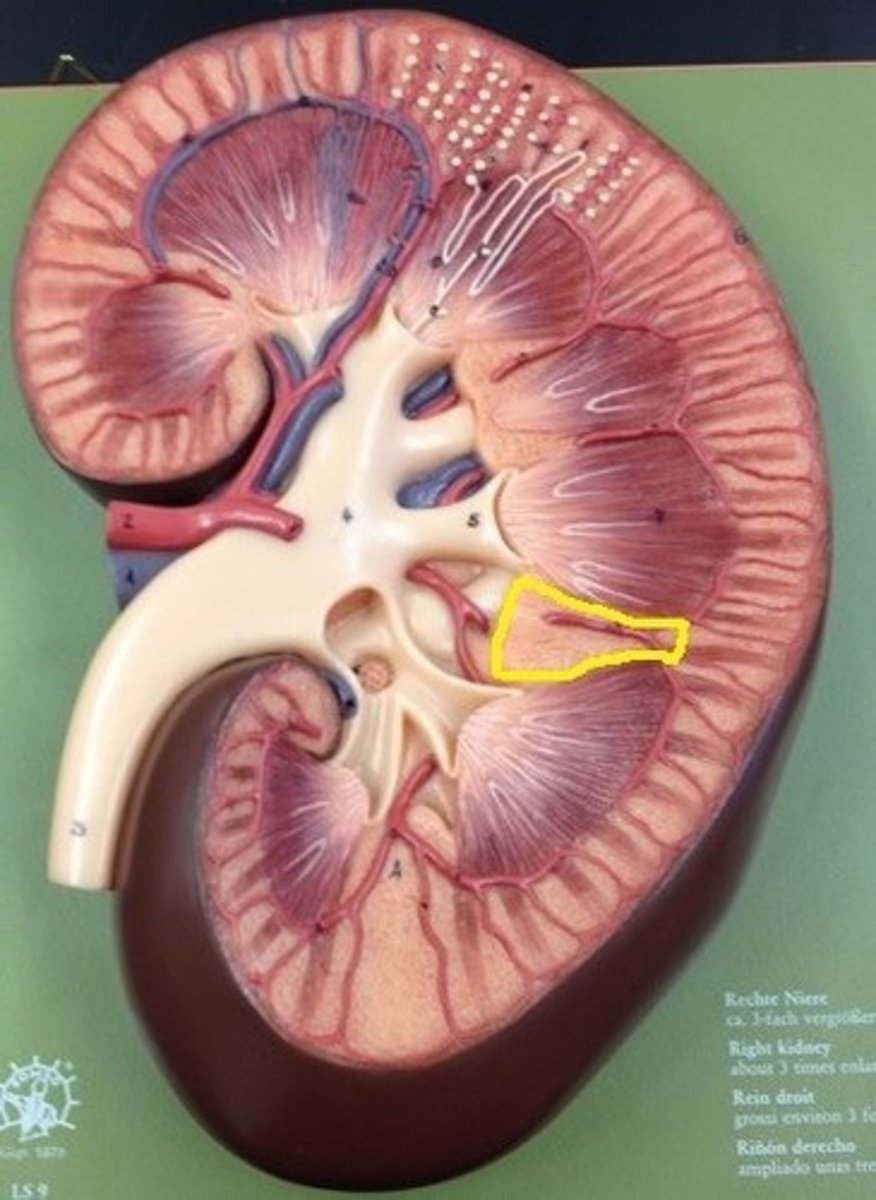 <p>area of cortical tissue running between the medullary pyramids</p>