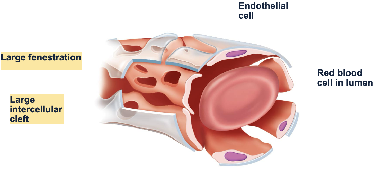 <p><strong>types of capillaries: sinusoid</strong> </p><p>-flattened, irregular shape</p><p>-___ (small, medium, large?) fenestrations, wide clefts, ___ (complete/ incomplete?) basement membrane</p><p>-found in areas where ____ are exchanged</p>