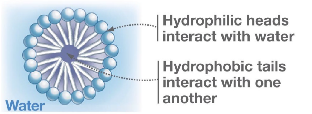 <ul><li><p>Spherical structure spontaneously formed by single layer of lipids</p></li><li><p>Formed by cone-shaped phospholipids (1 fatty tail)</p></li></ul>