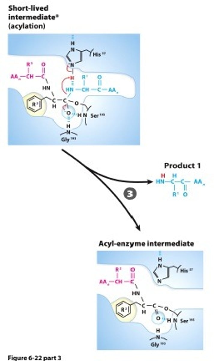 <p>ACYLATION: Collapse of the tetrahedral intermediate reformsthe carbonyl, releasing the amino terminal fragment and leaving an acyl Ser-95 ester</p>