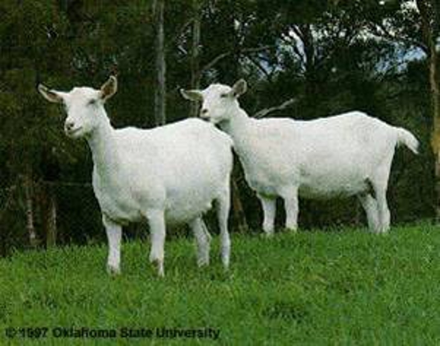 <p>bright white, short hair, erect ears, often hornless, milk, intensive</p>