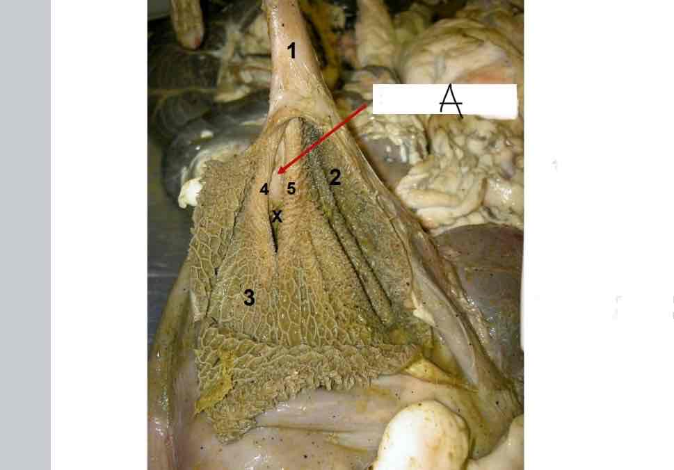 <p>(X) (öppning)</p>