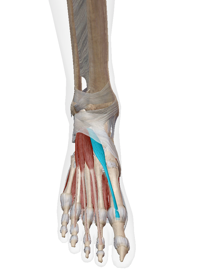 <p>Label the muscle</p>