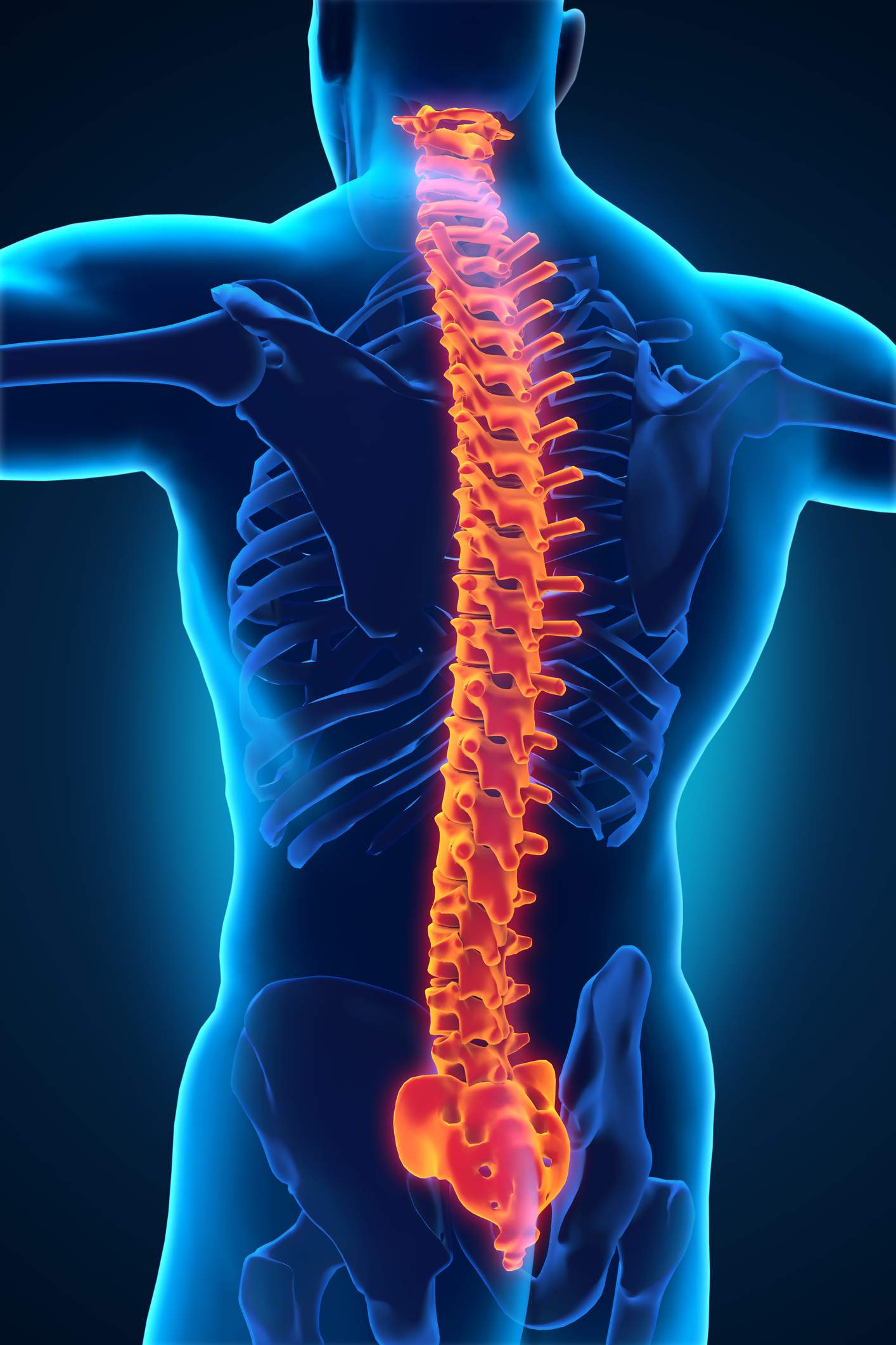 <p><span style="background-color: transparent;"><span>the neural tissue extending from the medulla oblongata to the lumbar region (lower back) of the vertebral column that connects the body and the brain.</span></span></p>