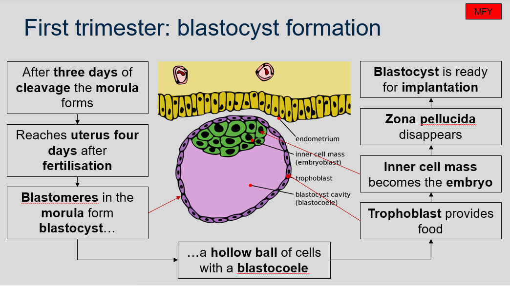 <p>After three days of cleavage, the morula forms and reaches the uterus four days after fertilization. The blastomeres in the morula form a blastocyst, which is a hollow ball of cells with a blastocoel. The trophoblast, which is the outer layer of cells, provides nutrients to the developing embryo. The inner cell mass becomes the embryo itself. The zona pellucida, which is a glycoprotein layer surrounding the pre-embryo, disappears, and the blastocyst is now ready for implantation into the endometrium.</p>