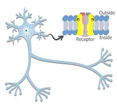 <p><span>act as the primary receivers and integrators of signals from other neurons</span></p>
