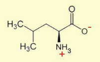 <p>Leucine</p>