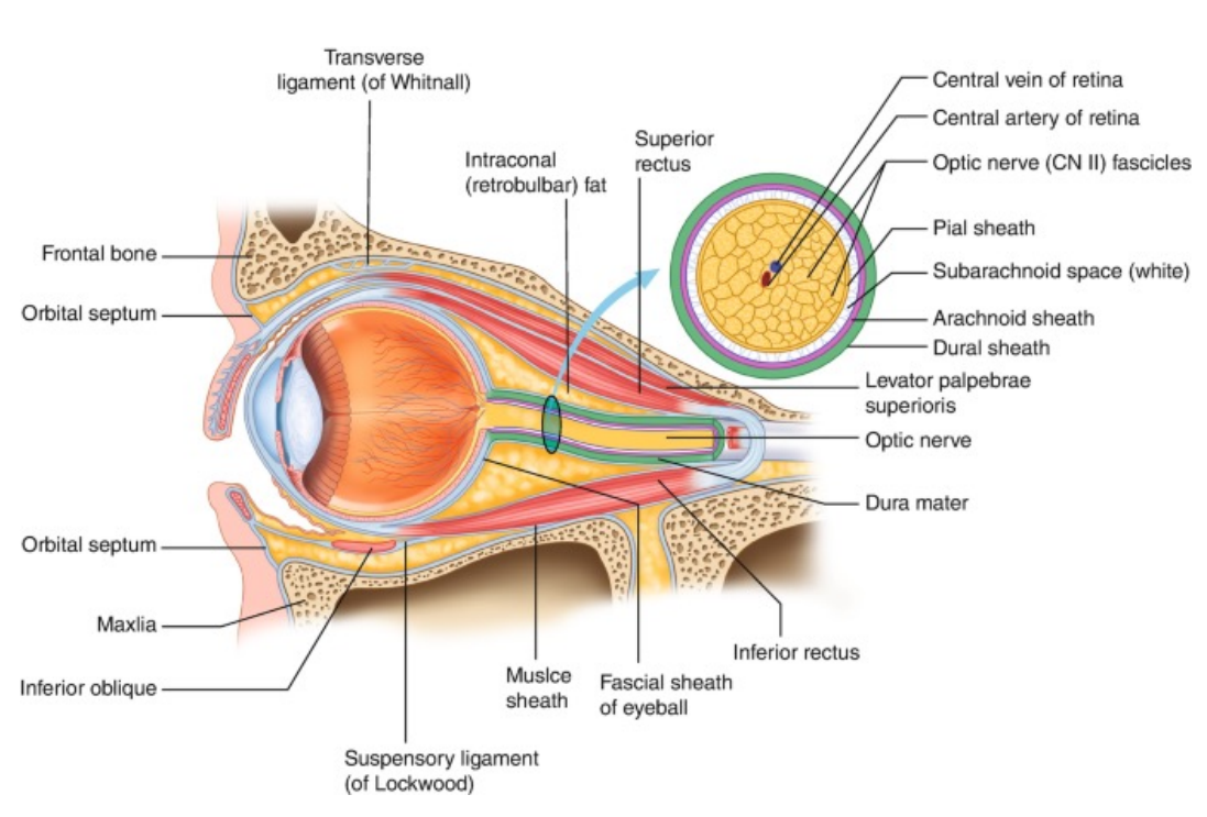 <p><strong>Intraorbital </strong>(post laminar) Optic Nerve</p>