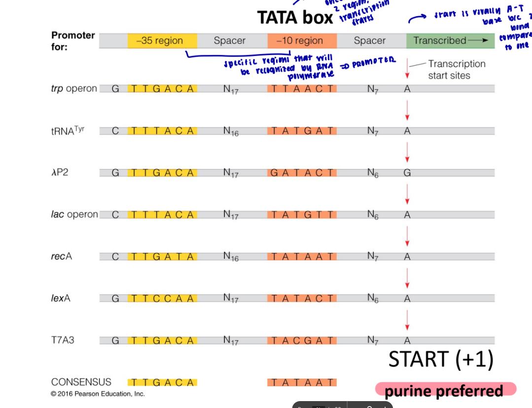 <p>it means it codes for the same thing, but has different variations </p><p></p>