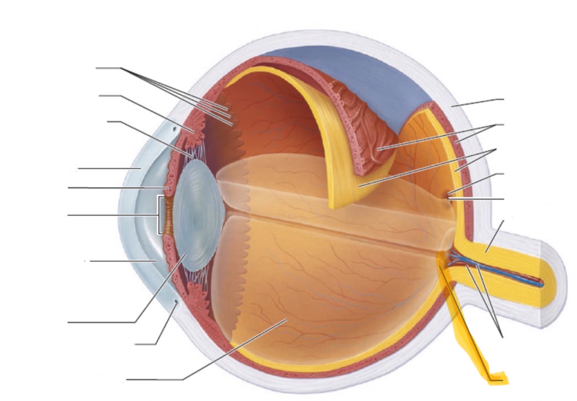 <p>What is the highlighted part of the eye?</p>