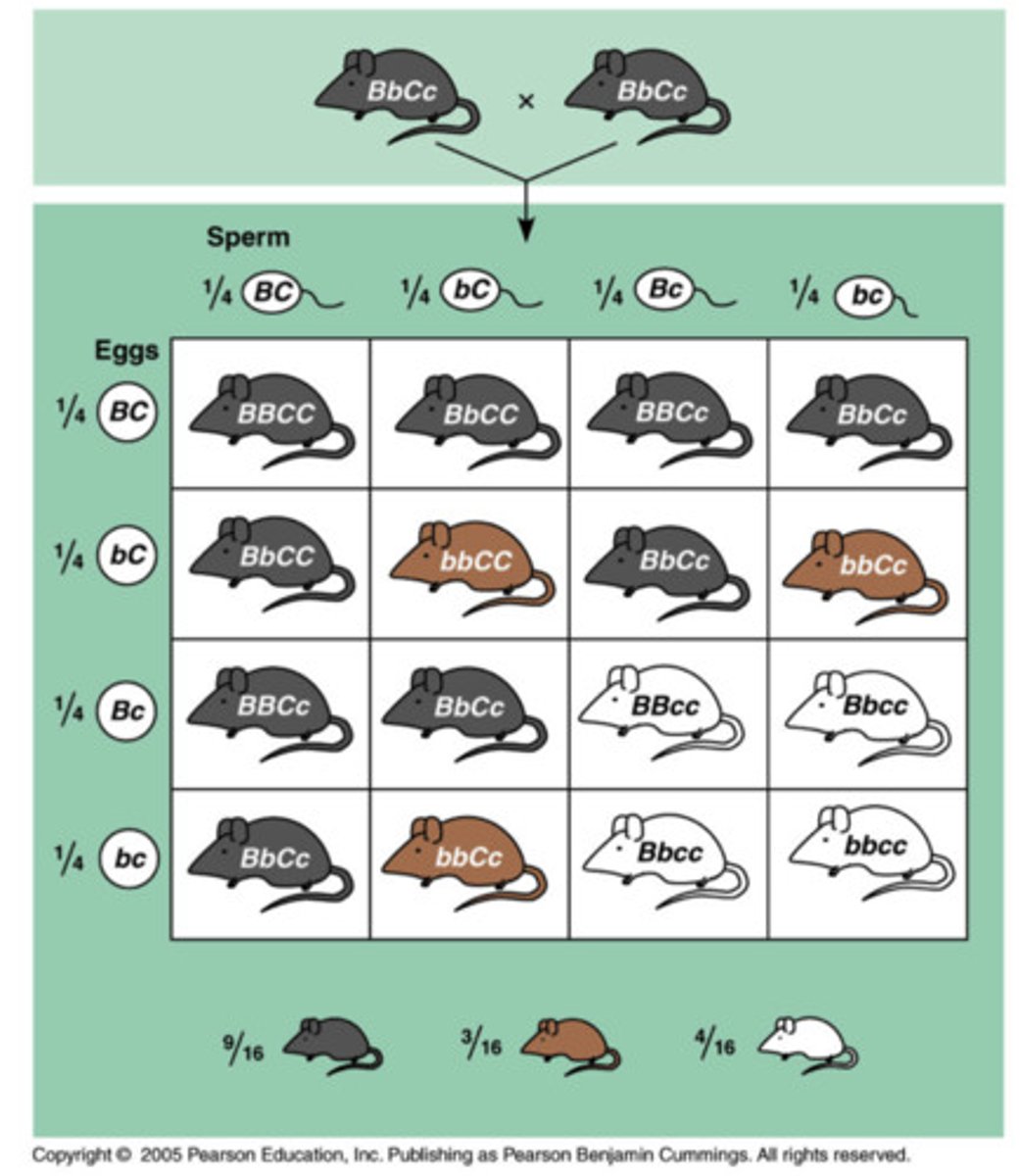 <p>the interaction of different gene loci, so that one gene masks / suppresses expression of another gene locus</p>