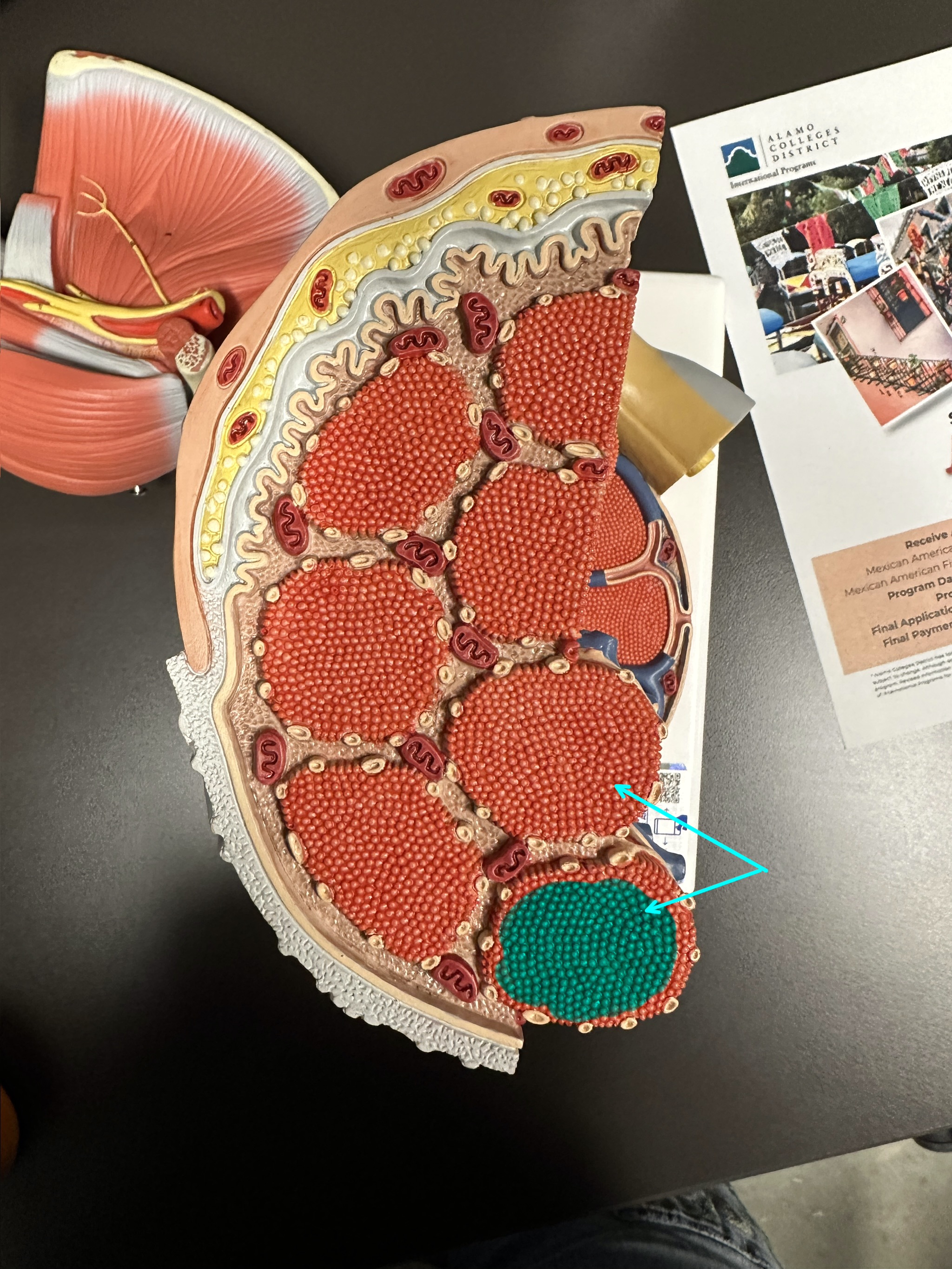 <p>Myofibril‘s are composed of …</p>