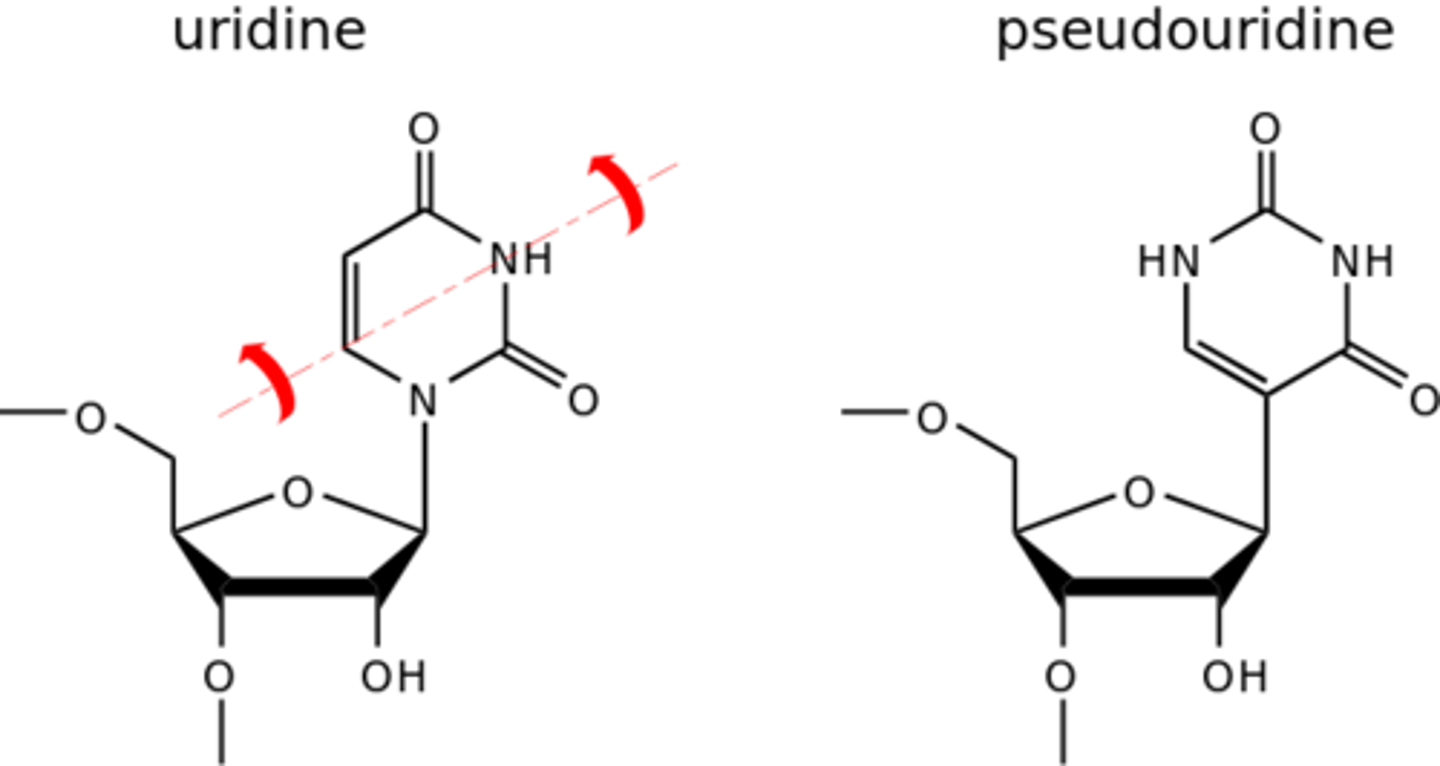 <p>Pseudouridylation is the addition of an isomer of the nucleoside uridine by small nucleolar RNA (snoRNA).</p>