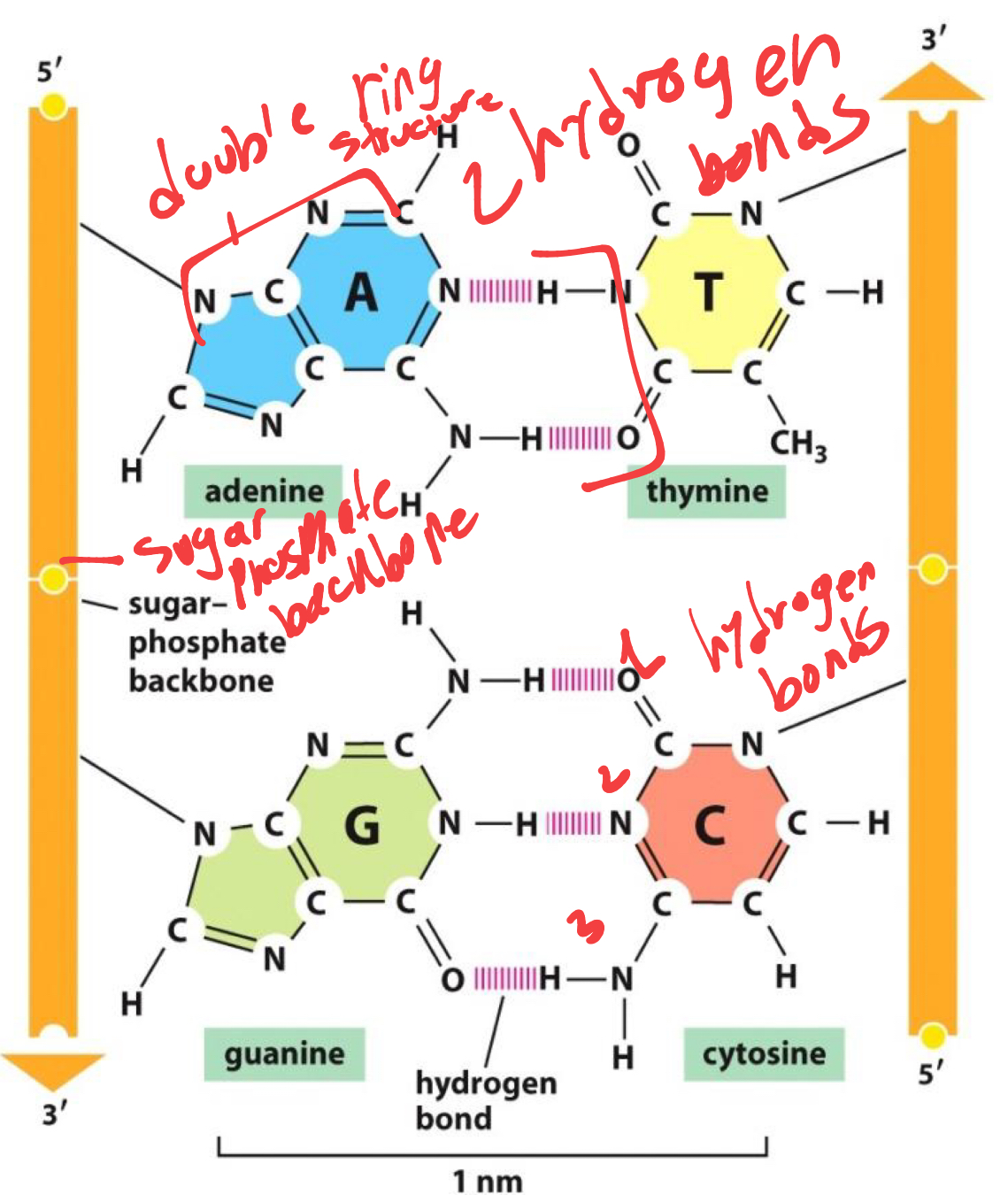 <p>A and T have 2 hydrogen bonds while G and C have 3 (the more bonds the higher the melting point where the dna denatures)</p>