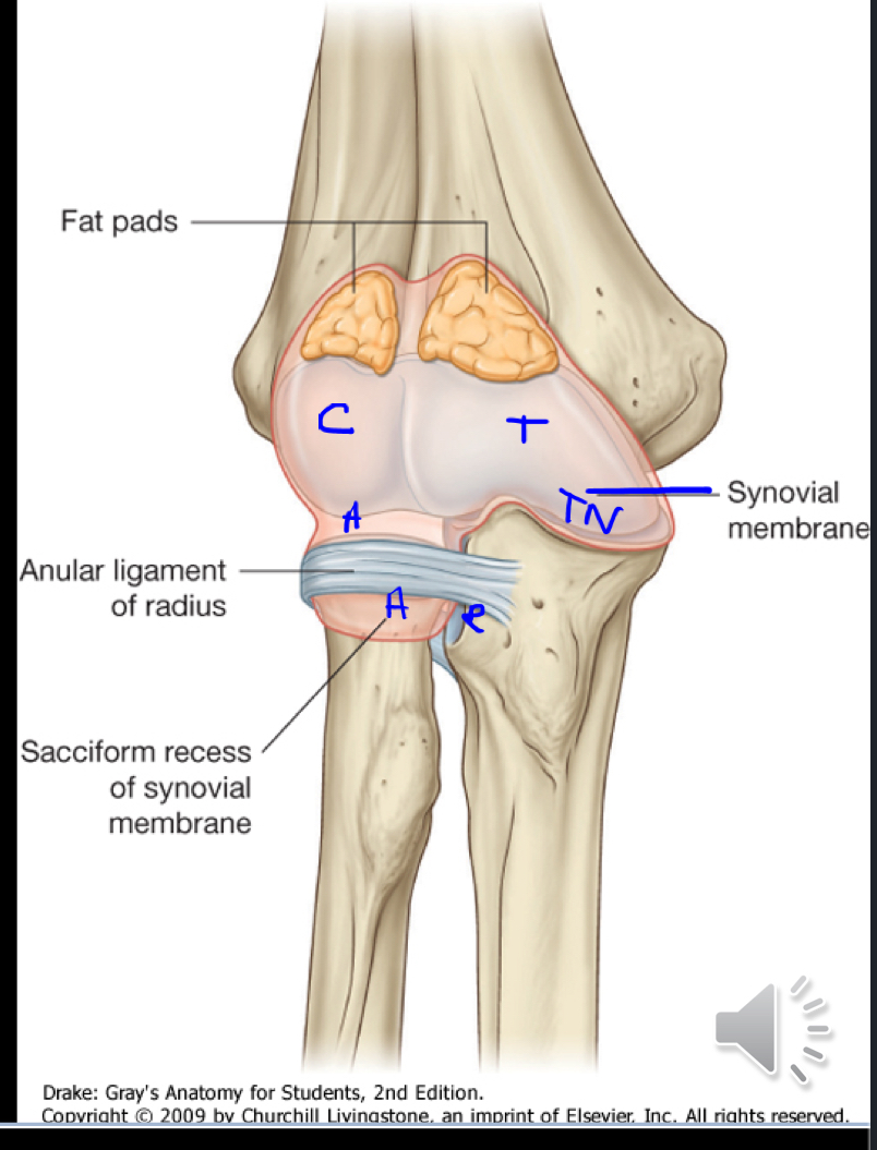 <p>Three articulations share one synovial membrane cavity. </p>