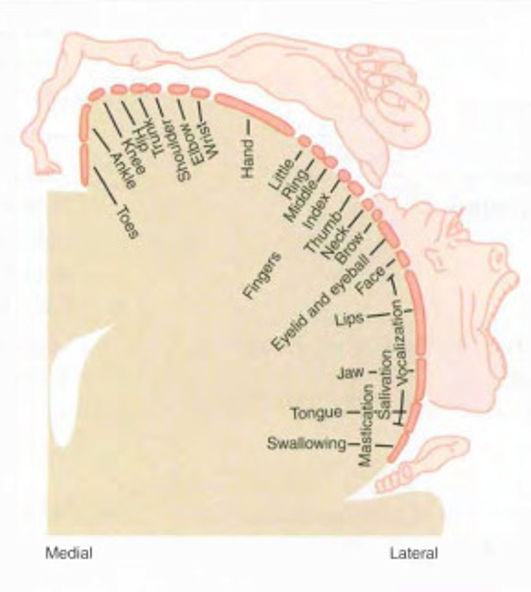 <p>Created by stimulating parts of the brain and seeing the results.</p>