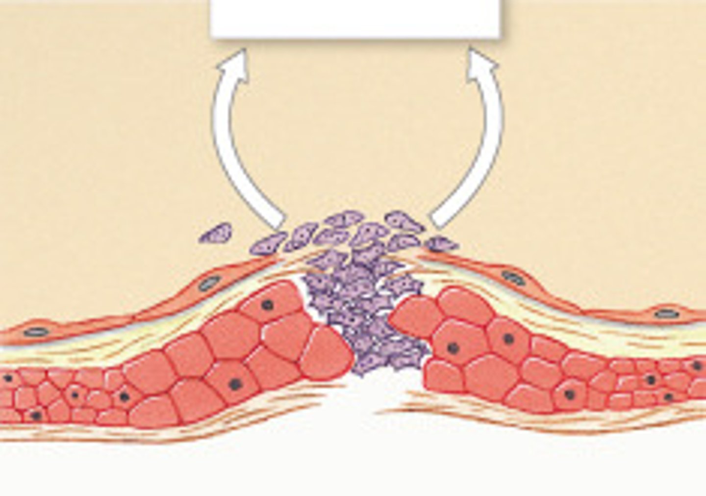 <p>blood components that contribute to the blood-clotting process</p>