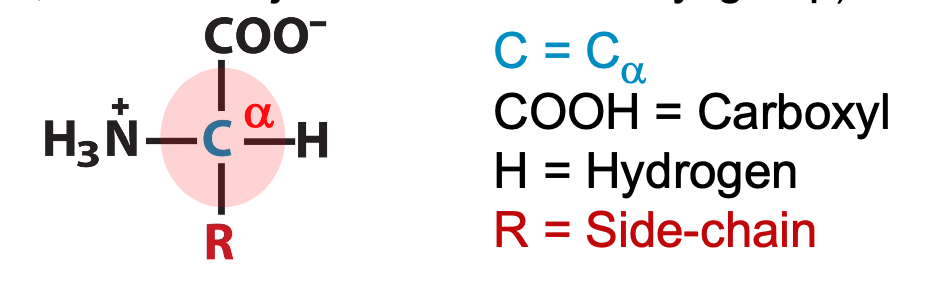 always have amino group on an alpha carbon (⍺)