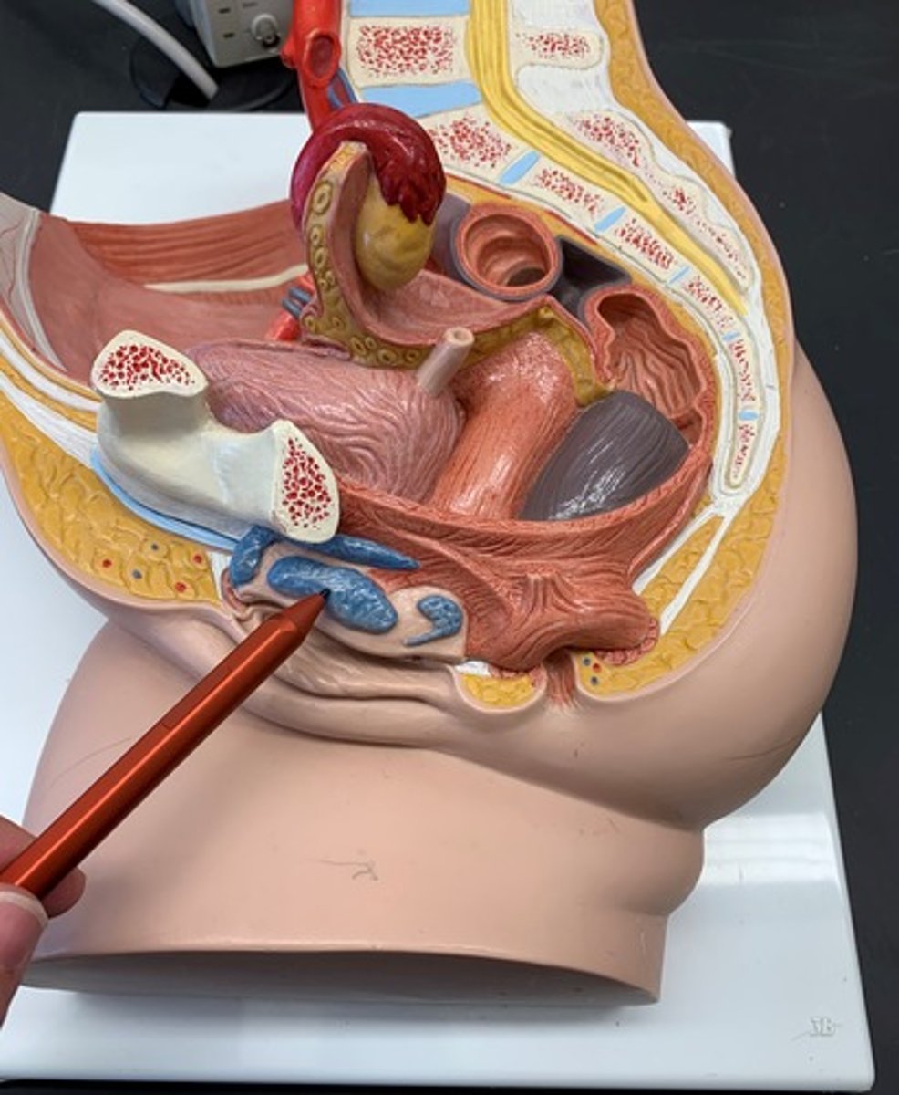 <p>bodies of erectile tissue lying to either side of the vaginal orifice</p>