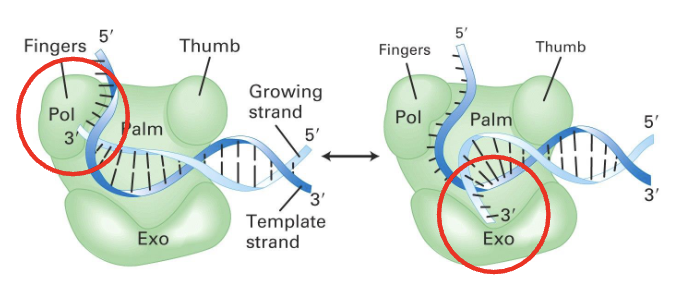 <p>DNA polymerase epsilon</p><p>DNA polymerase delta </p><p>(<strong>not</strong> DNA pol alpha!!)</p>
