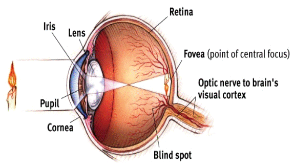 <ol><li><p>Cornea = transparent portion of sclera through which light enters</p></li><li><p>Iris = pigmented muscle that gives the eye its color and regulates the size of the pupil </p></li><li><p>Pupil = opening in the iris that light passes through </p></li><li><p>Lens = transparent shape that changes shape to bring objects into focus</p></li><li><p>Retina: layer containing photoreceptors, rpds, and cones that transduce light energy to electrochemical energy; operates like film in a camera</p></li><li><p>Fovea = minute area in the center of retina where vision in shaped, point of central focus </p></li><li><p>Optic nerve to visual cortex: location on the retina where the optic nerve leaves the eye on its way to the brain </p></li><li><p>blind spot = nerve that leads out of eye toward the brain carrying information about light </p></li></ol><p></p>