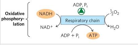 <p>- [ADP] is high -&gt; electron transport is very active HIGH<br>- If [ATP] is high-&gt; e transport goes DOWN</p>