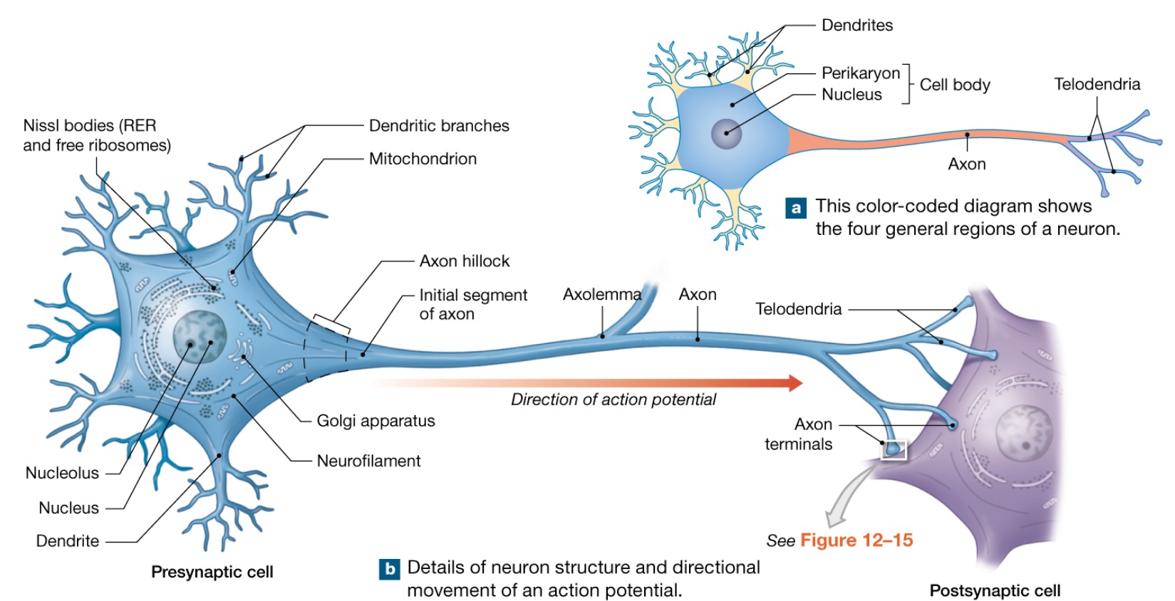 <p>Small branches arising from axon extensions end</p>