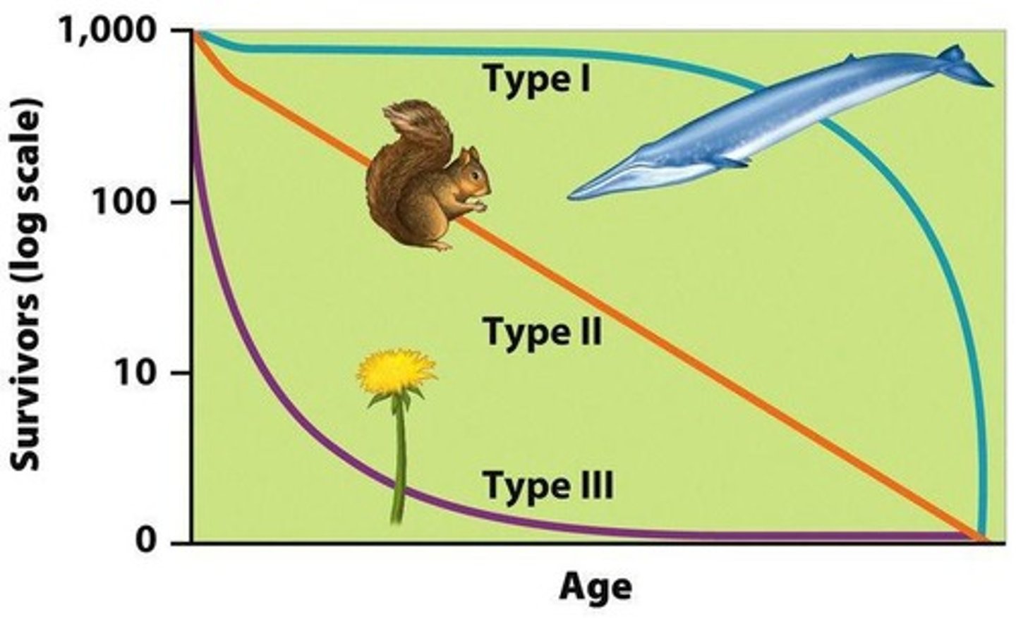 <p>Type III survivorship curves show high mortality early in life due to little to no parental care, with few individuals reaching adulthood.</p>