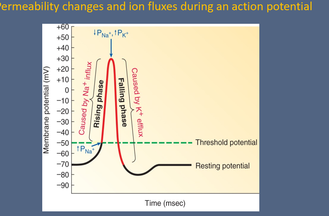 <p>a. Bref, rapid, large (100mV) changes&nbsp;</p><p>b. Involves only a small portion of the total excitable cell memrbane&nbsp;</p><p>c. do not decrease in strength&nbsp;</p><p></p><p></p><p>Exam Question&nbsp;</p><p><span style="background-color: transparent;">An action potential is always the same strength —&gt; Choose a&nbsp; 100&nbsp;</span></p><ul><li><p>How long does the whole thing takes ——&gt; 1 milliosecond&nbsp;</p></li></ul><p><br></p>