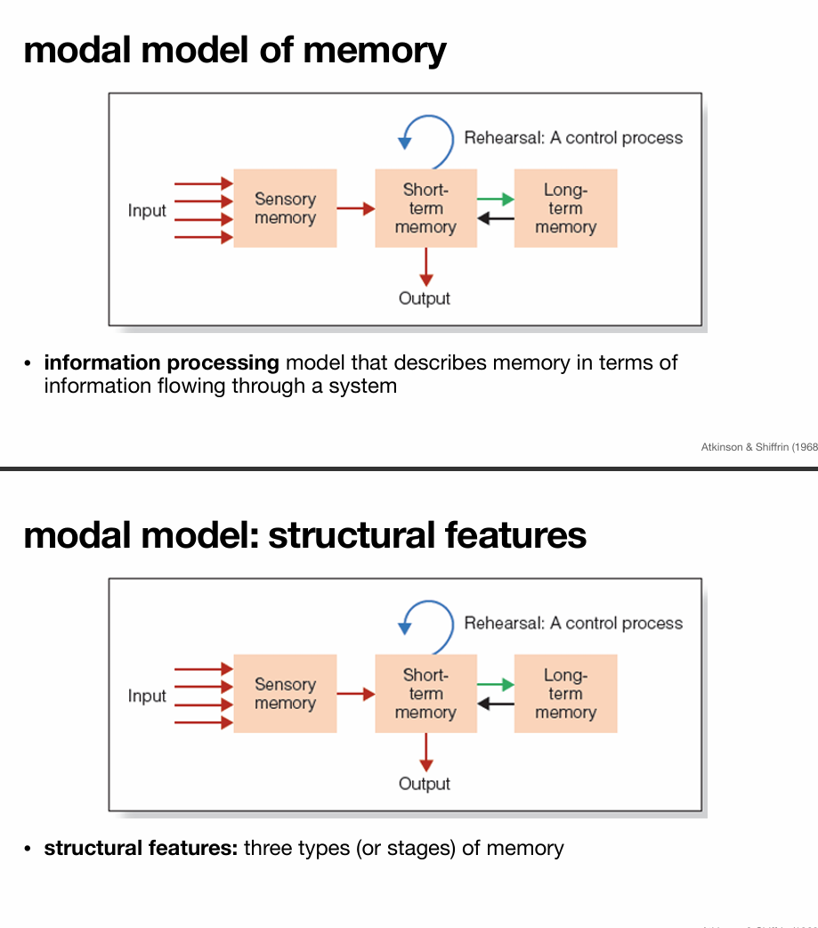 <p class=""><strong><u>Memory as an information processing system.</u></strong></p><ul><li><p class="">The diagram shows how information flows through three stages:</p><ol><li><p class="">Sensory memory: Briefly holds incoming sensory information.</p></li><li><p class="">Short-term memory (STM): Temporarily stores information we are actively thinking about.</p></li><li><p class="">Long-term memory (LTM): Stores information more permanently.</p></li></ol></li><li><p class="">Rehearsal (the curved arrow) is a control process that helps transfer information from STM to LTM.</p></li><li><p class="">Output represents the information that is retrieved or used from STM.</p></li></ul><p class=""><strong><em>Purpose: This slide emphasizes the functional flow—how information moves through the system.</em></strong></p><p class=""><strong><u>Main Idea: Focuses on the three stages or structures of memory.</u></strong></p><ul><li><p class="">These stages are:</p><ol><li><p class="">Sensory memory</p></li><li><p class="">Short-term memory</p></li><li><p class="">Long-term memory</p></li></ol></li><li><p class="">While the diagram is the same, the emphasis here is on structure, not process.</p></li></ul><p class=""><strong><em>Purpose: This slide highlights the architecture of the model—what memory is made of rather than how it operates.</em></strong></p>
