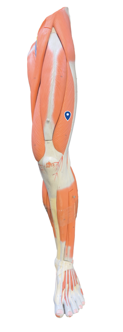 <p>What is the action of the vastus lateralis?</p>