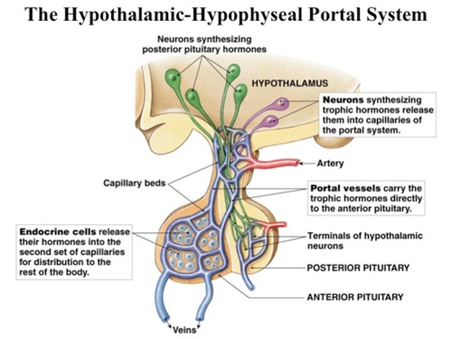 <p>System of blood vessels in the brain that connects the hypothalamus with the anterior pituitary</p>