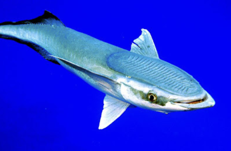 <p>remoras and sharksuckers</p><p></p><p>Key points:&nbsp;</p><ul><li><p>8 spp, 4 in Hawaii</p></li><li><p>global warm marine</p></li><li><p>1st dorsal modified into sucking disk, superior mouth, no dorsal/anal spines</p></li><li><p>no swim bladder (ride on sharks, mantas, marine mammals, turtles)</p></li><li><p>eat food scraps and clean hosts&nbsp;</p></li></ul><p></p>