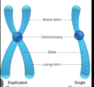 <p>a linear structure composed of a single DNA molecule complexed with protein</p><ul><li><p>in prokaryotes&nbsp;→ singular with few to no associated proteins </p></li></ul><p></p>