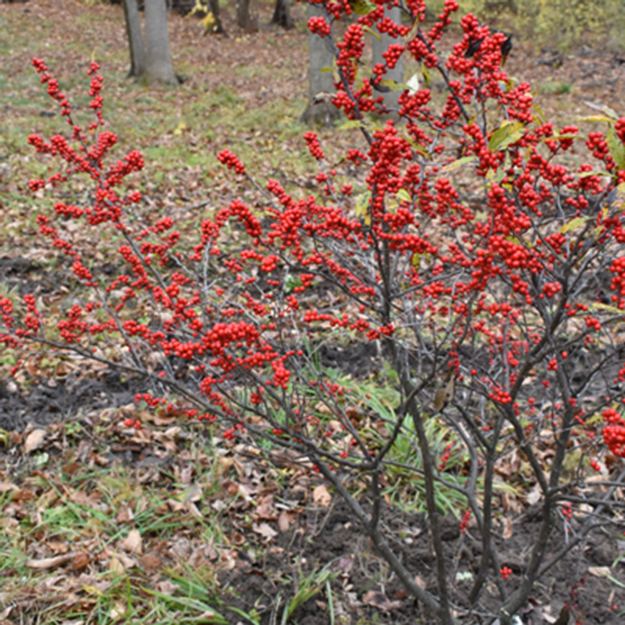 <p>Winterberry (winter)</p>